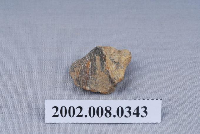 石燕化石 (共3張)