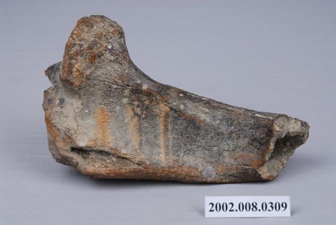 水牛左側脛骨遠端化石 (共3張)