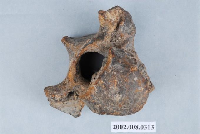 動物胸椎化石 (共3張)