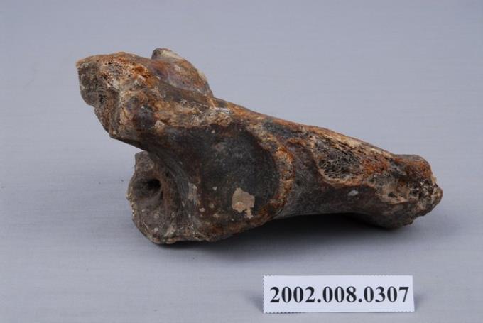 水牛環椎化石