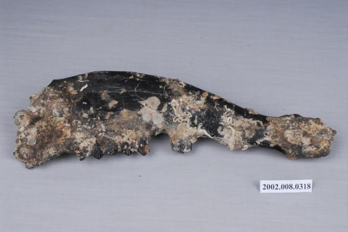 水牛右下顎骨化石 (共5張)