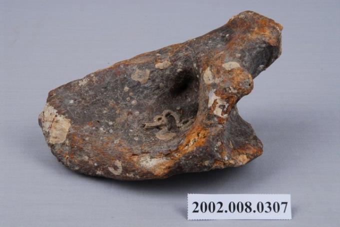 水牛環椎化石 (共4張)