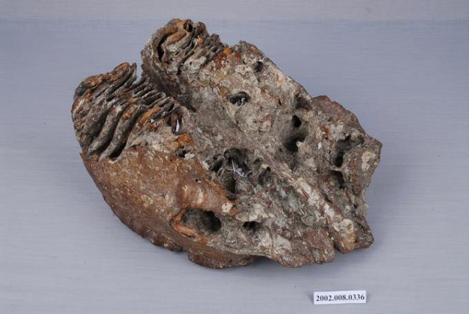 象上顎骨化石 (共5張)