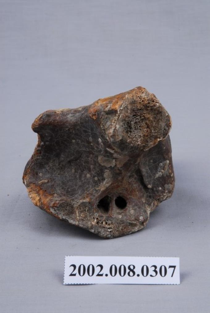 水牛環椎化石
