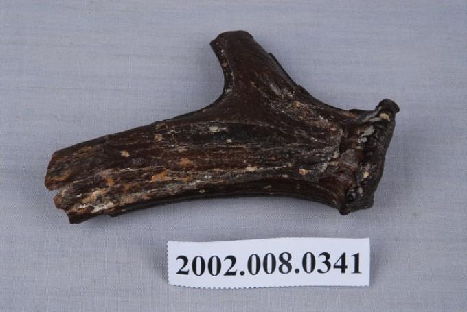 斑鹿左側犄角化石 (共3張)
