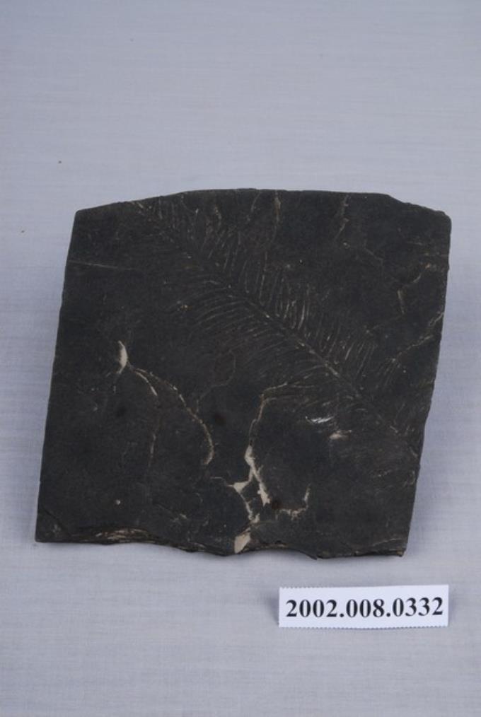 蕨類植物化石 (共2張)