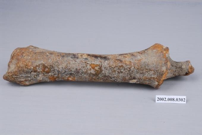 水牛右側尺橈骨化石