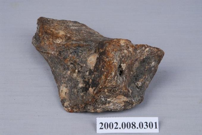 水牛橈骨化石
