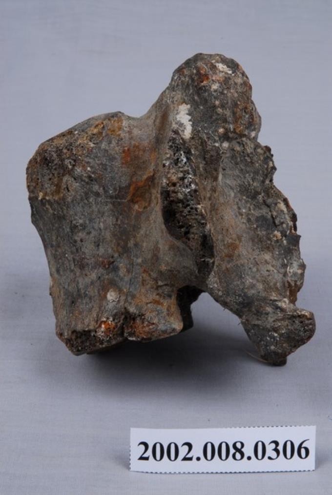 水牛腰椎化石