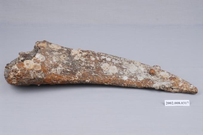 水牛左側角幹化石 (共5張)