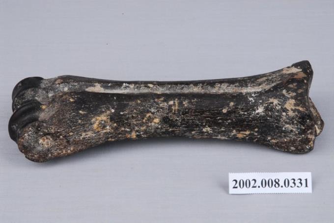 水牛左側蹠骨化石 (共6張)