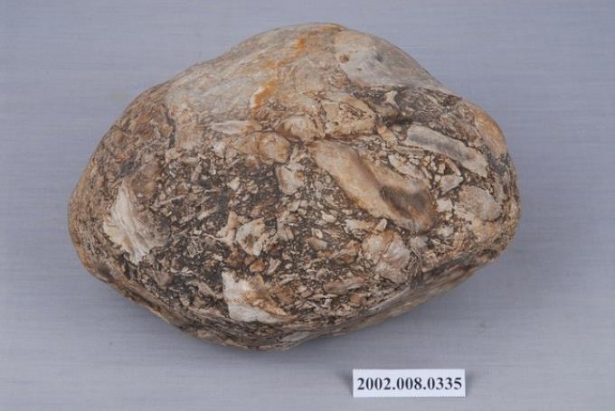 貝類群聚化石 (共3張)