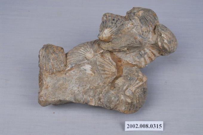 扇貝化石 (共3張)