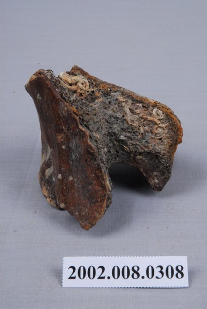 水牛髖骨化石