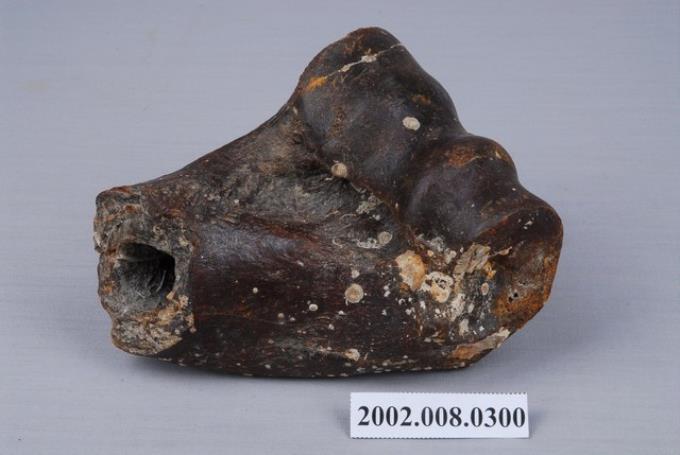 水牛左側肱骨遠端化石 (共3張)