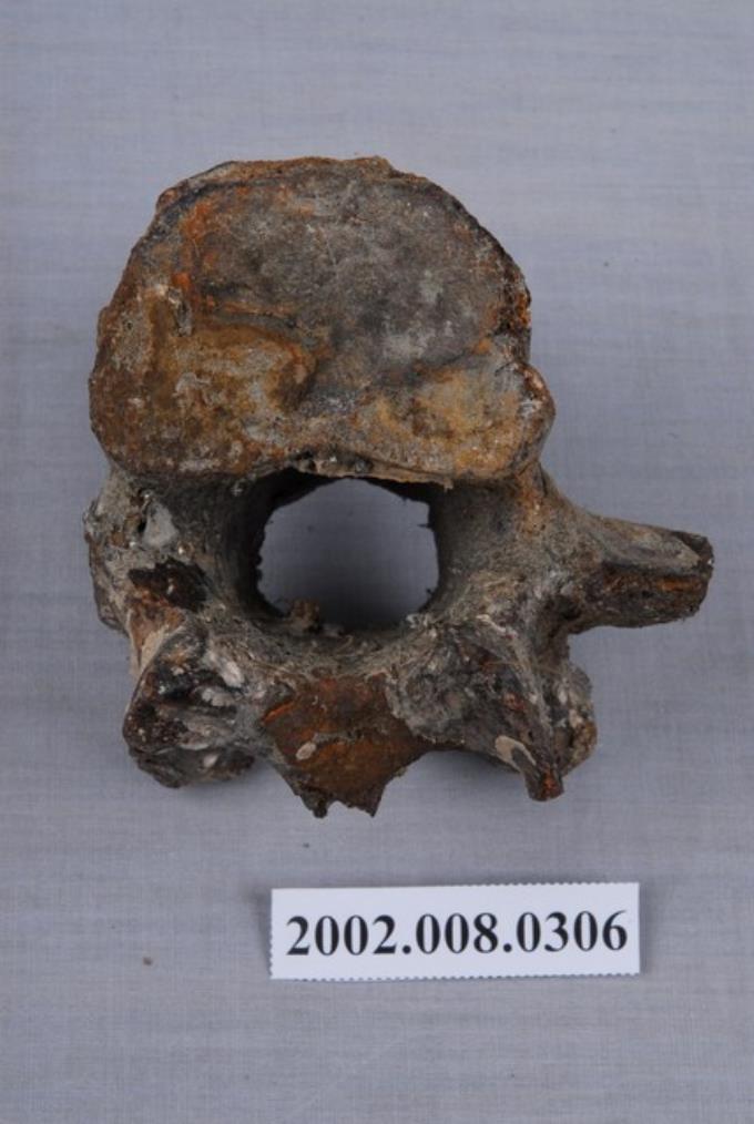 水牛腰椎化石