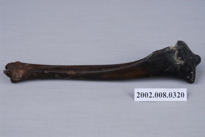 鹿右側脛骨化石 (共7張)
