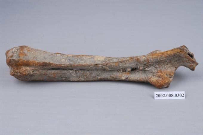 水牛右側尺橈骨化石 (共3張)