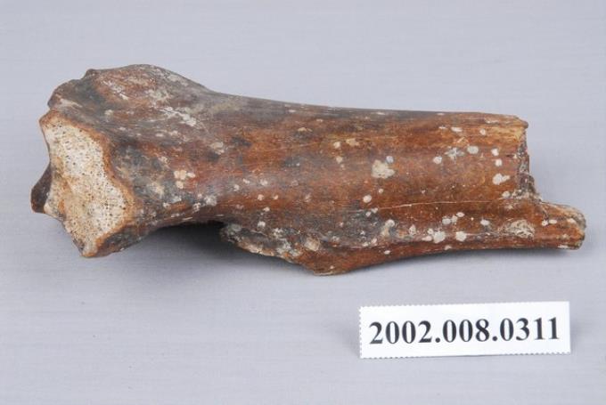 水牛右側尺橈骨近端化石 (共3張)