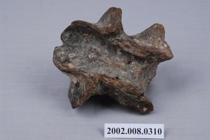 水牛樞椎化石(部分) (共7張)