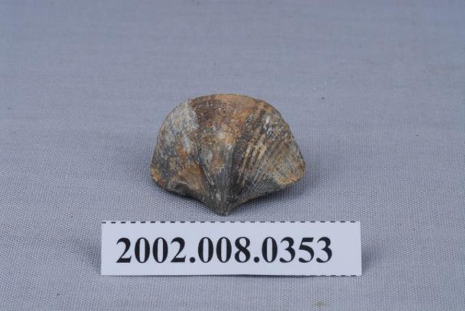 石燕化石 (共2張)
