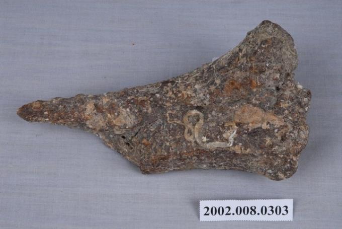 水牛左側尺橈骨近端化石