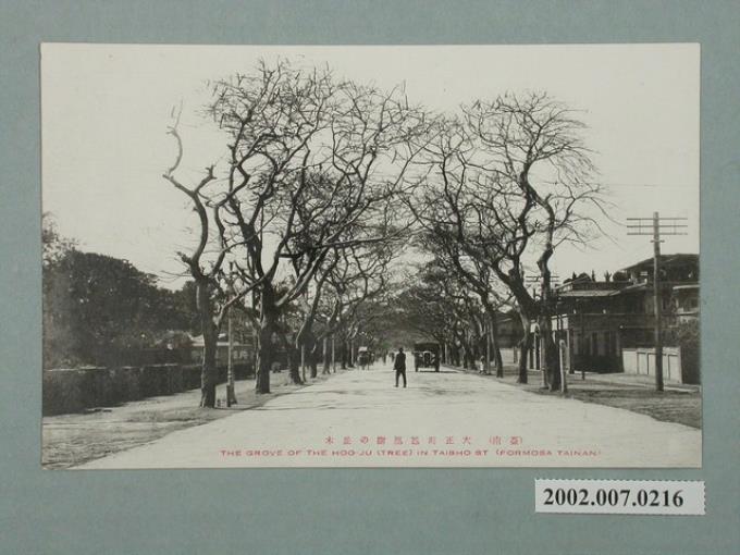 臺南大正町鳳凰樹 (共2張)