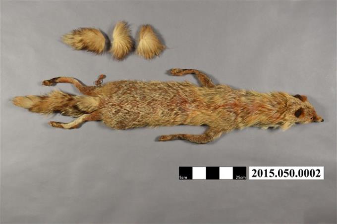 狐狸圍巾 (共2張)