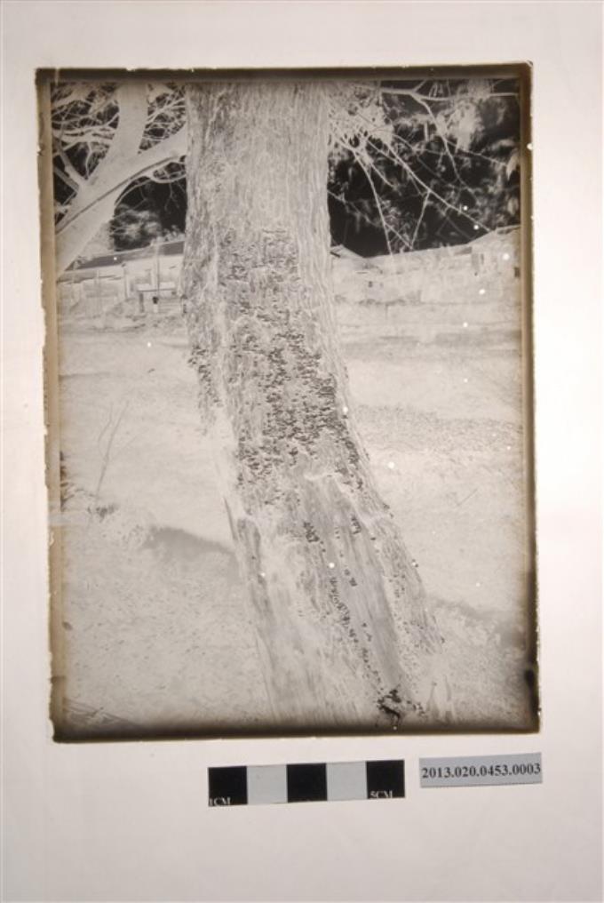 1930年12月螢橋川端楝樹之裂褶菌 (共4張)