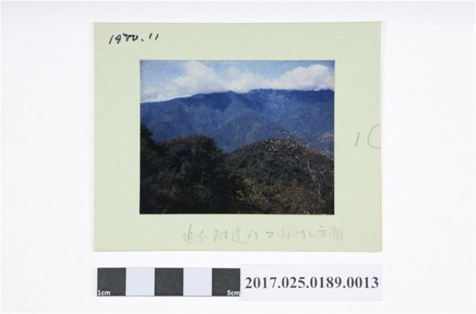 1980年翠峰附近山林照幻燈片 (共2張)