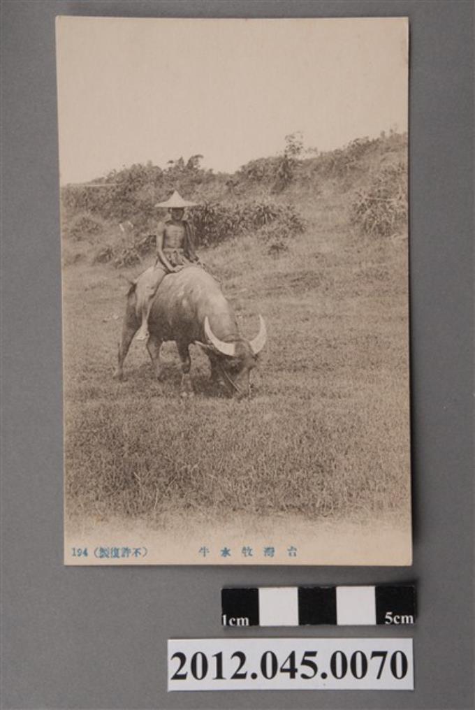 臺灣牧水牛 (共2張)
