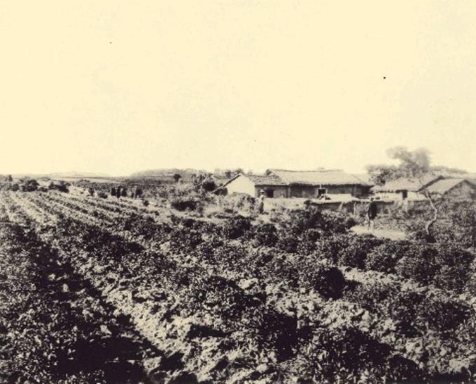 茶葉栽培所