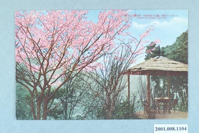 巴達岡的櫻花 (共4張)