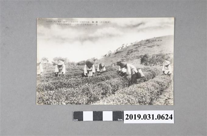 新竹州茶園採茶風景明信片 (共2張)