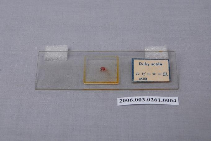 載玻片及動物細胞：Ruby scale ルビーロー虫