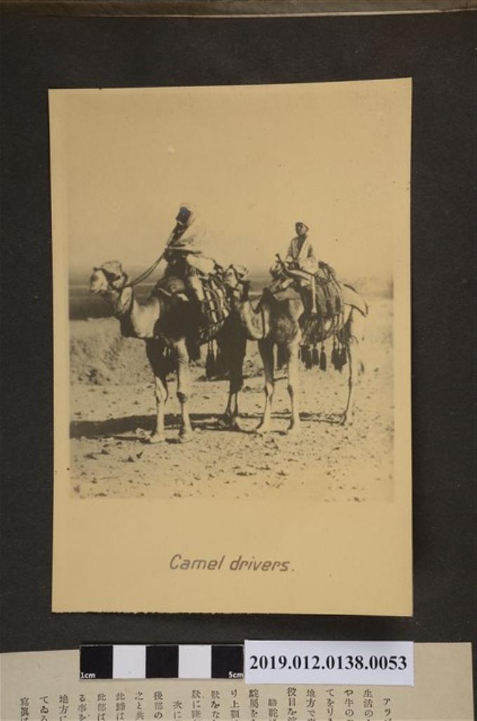 駱駝騎乘者 (共2張)
