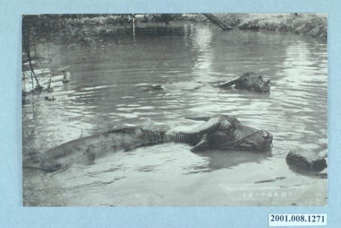 臺北勝山寫真館發行在水中洗澡的臺灣水牛 (共2張)