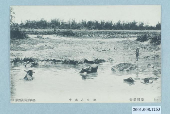 鳳山原寫真館製池中之水牛 (共2張)
