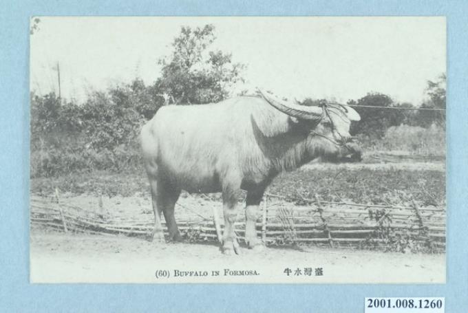臺灣水牛 (共2張)