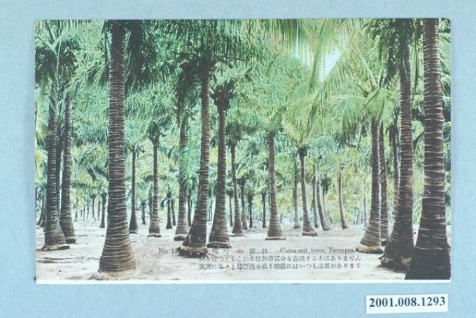 臺北生蕃屋本店印製發行茂密的椰子林 (共2張)