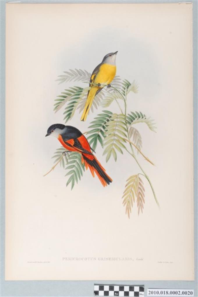 約翰古爾德繪〈灰喉山椒鳥〉 (共3張)
