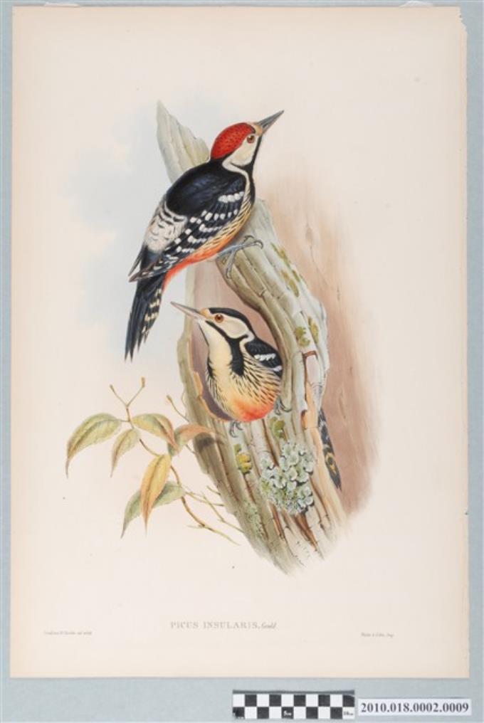約翰古爾德繪〈大赤啄木〉 (共3張)