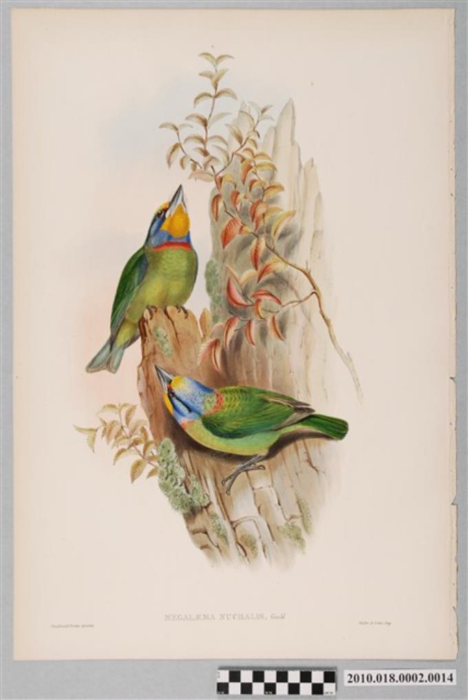 約翰古爾德繪〈五色鳥〉 (共3張)