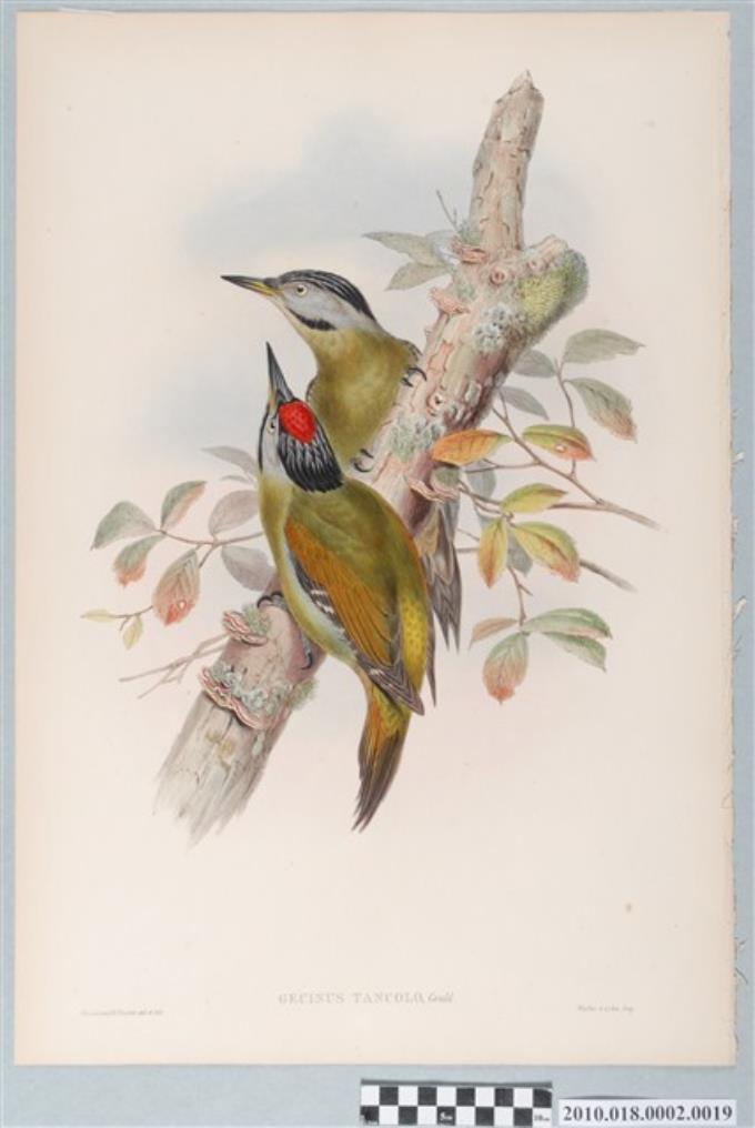 約翰古爾德繪〈綠啄木〉 (共3張)
