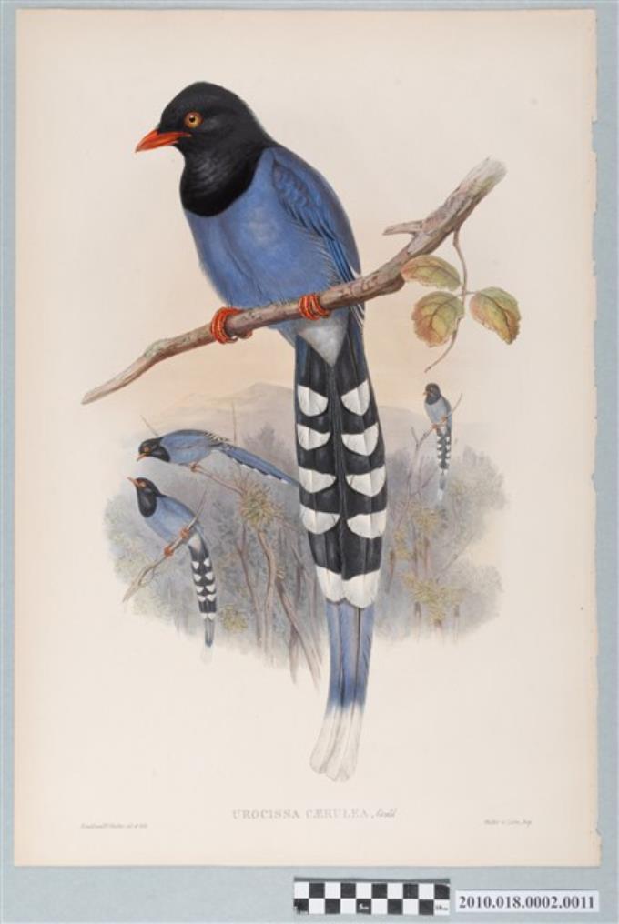 約翰古爾德繪〈臺灣藍鵲〉 (共3張)
