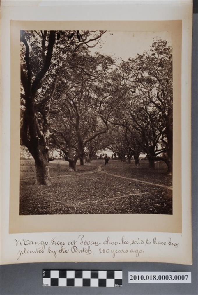 250年前荷蘭人於Tsoau-choo-lee所植之芒果樹 (共2張)