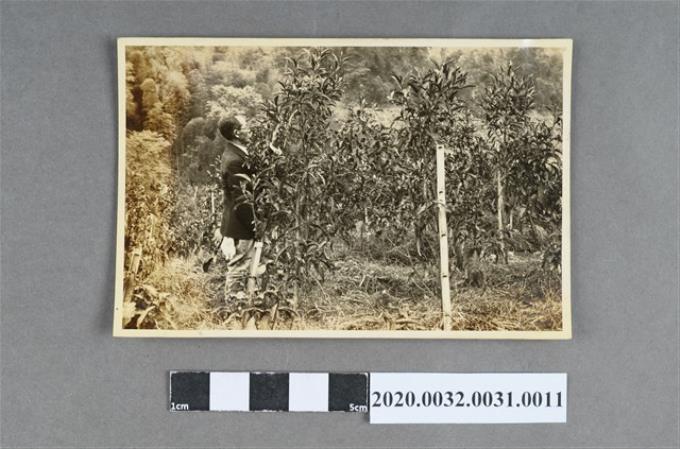 一名男子察看種植物照片 (共3張)