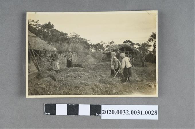 原住民婦女耕作照片 (共3張)
