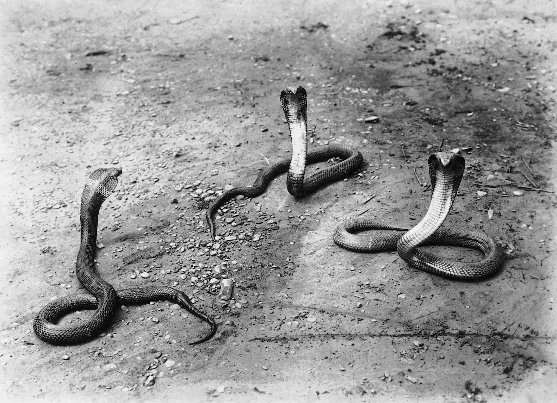臺灣眼鏡蛇 (共2張)