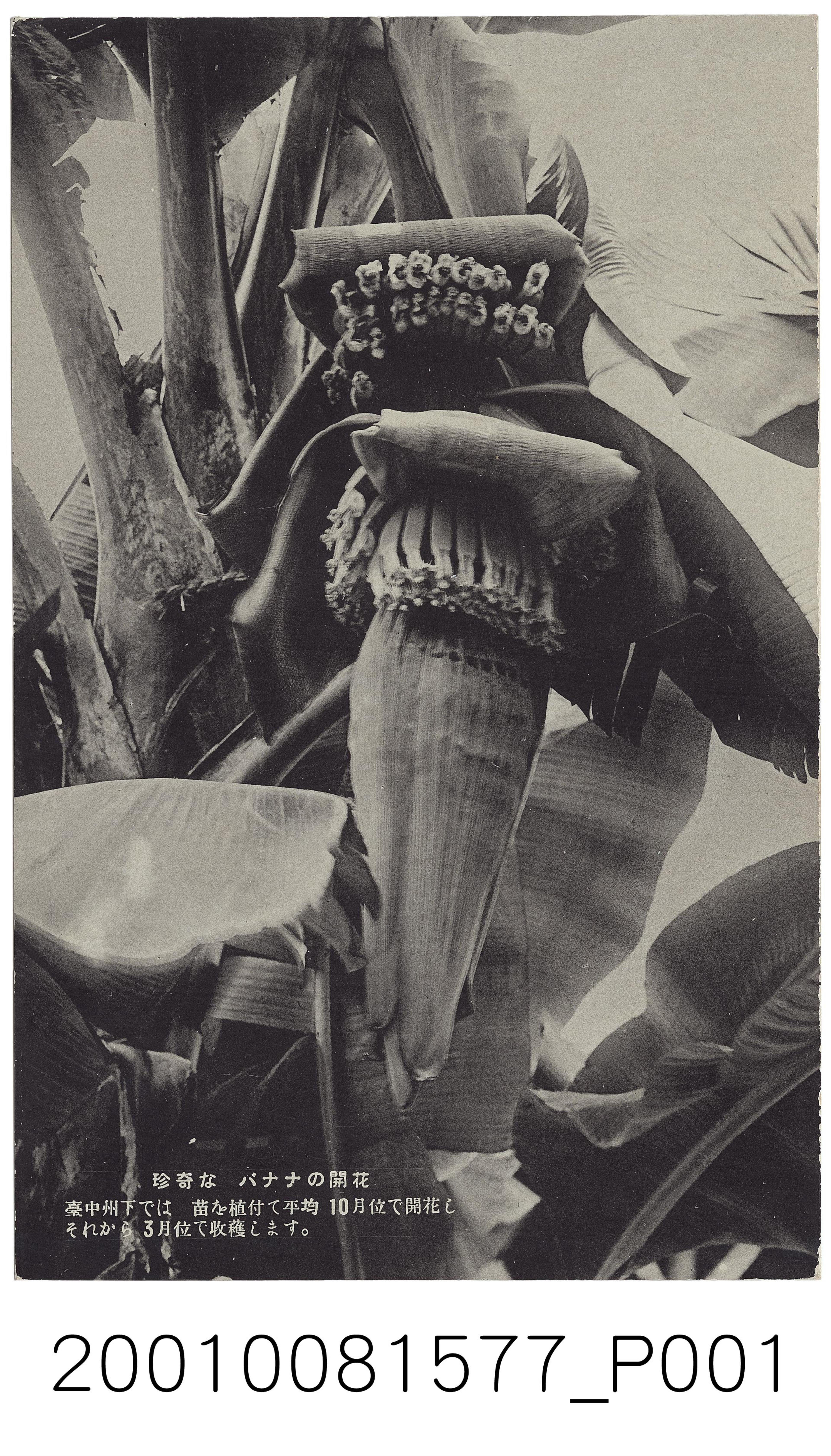 大正天鴿牌出版珍奇的香蕉樹開花 (共2張)